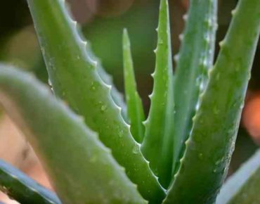 Aloe Vera plant