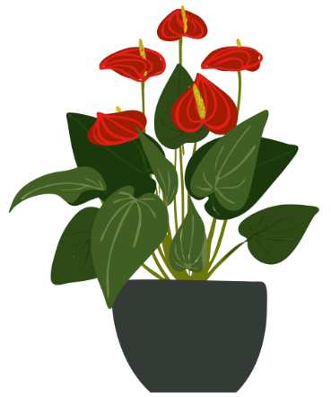 Anthurium plant and flowers