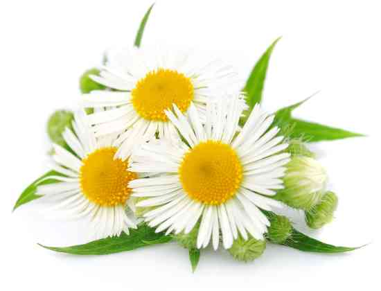 Chamomile flowers