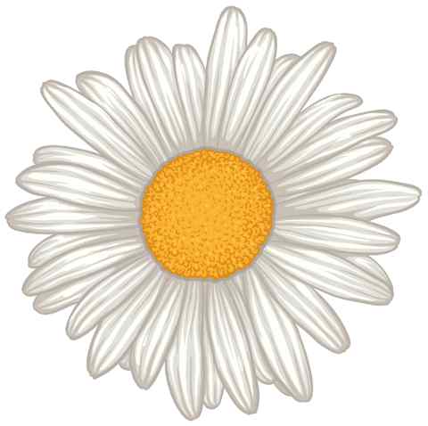 Daisy flower