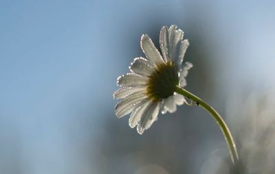 Daisy outside