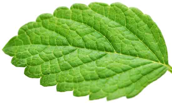 Fresh lemon balm leaf close up