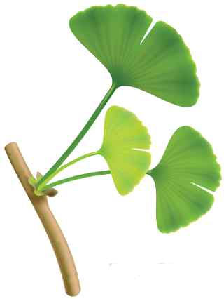 Ginkgo biloba leaves