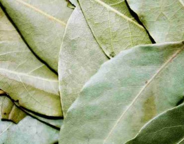 Green bay leaves