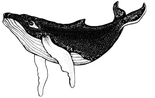 Humpback whale