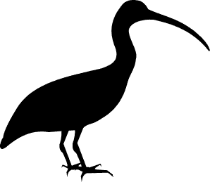 Ibis bird