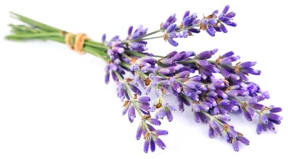 Lavender flowers