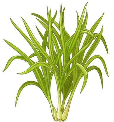 Lemongrass illustration