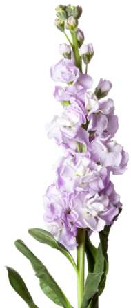 Matthiola Incana flowers