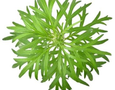 Mugwort leaves