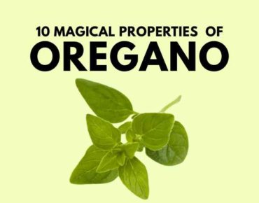 Oregano magical properties featured image