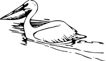 Pelican