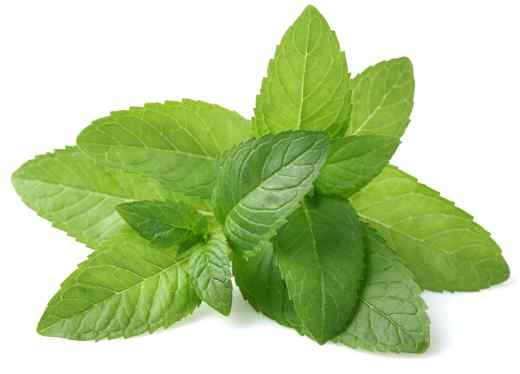 Peppermint leaves