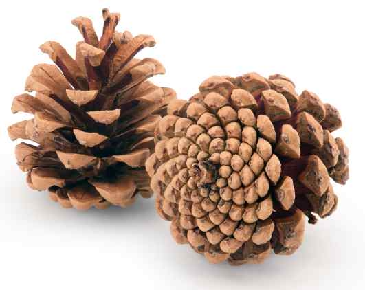 Pinecone spirals