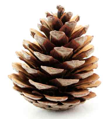 Pinecone