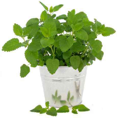 Potted lemon balm plant