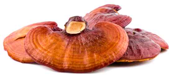 Reishi mushroom