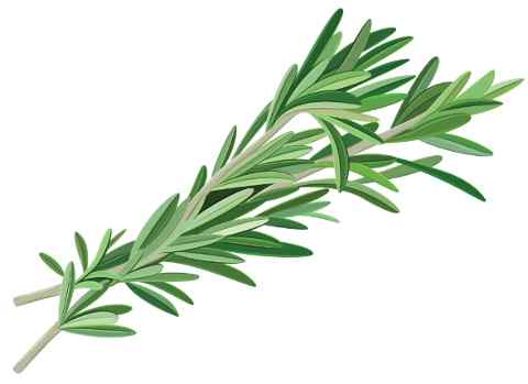 Rosemary