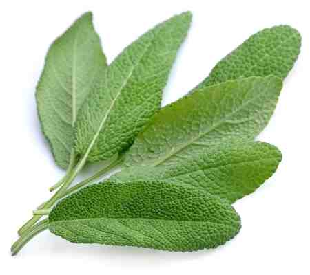 Sage leaves