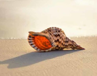 Shell on beach