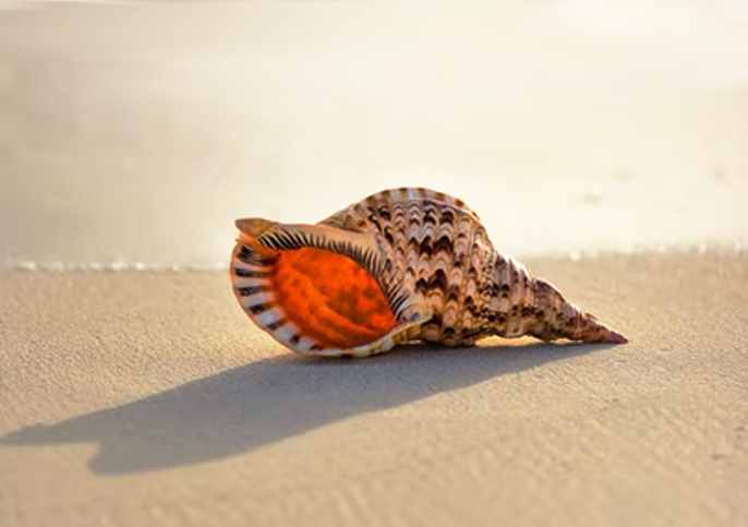 Spiritual Meaning Of Seashells Their Spiritual Uses 