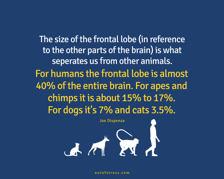 The size of the frontal lobe in reference to the other parts of the brain is what separates us from other animals.