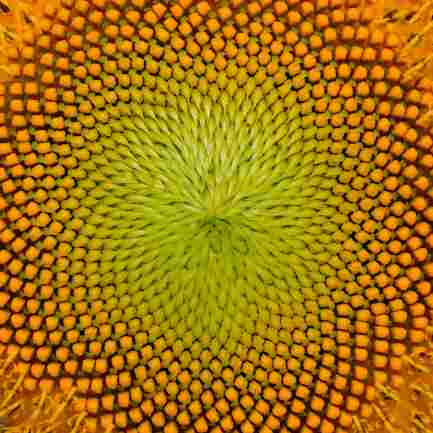 Sunflower head spirals