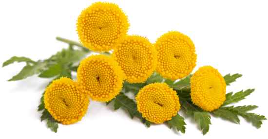 Tansy flowers