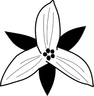 Trillium flower