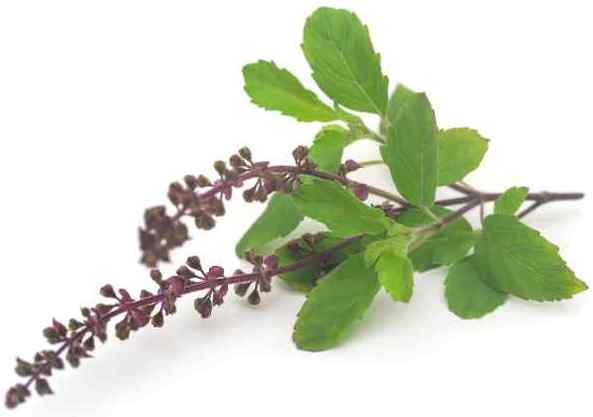 Tulsi - Hindu Sacred Plant