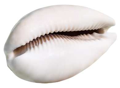 Spiritual meaning of cowrie shells (+ 7 ways to use them for protection ...