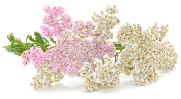 White pink yarrow flowers