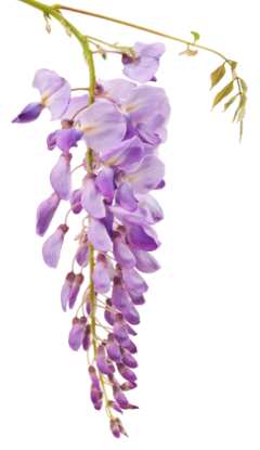 Wisteria flowers