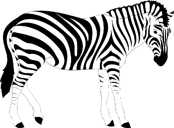 Zebra